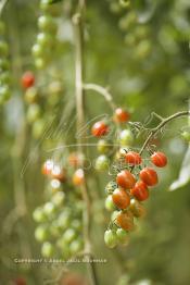 Image du Maroc Professionnelle de  Avec l'introduction des cultures sous abris serres, la région de Dakhla est devenue en très peu de temps célèbre pour ces productions de fruits et légumes destinés à l’export.  Sous d’immenses serres, la production des tomates en grappes bénéficie d’un climat phénoménalement ensoleillé, tempéré et régulier, Mardi 21 Novembre 2006. (Photo / Abdeljalil Bounhar)